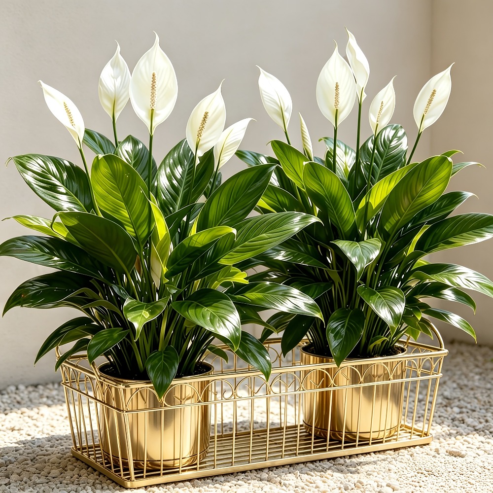 2 Piece High Quality Large Art - огляд і ціна Peace Lily White